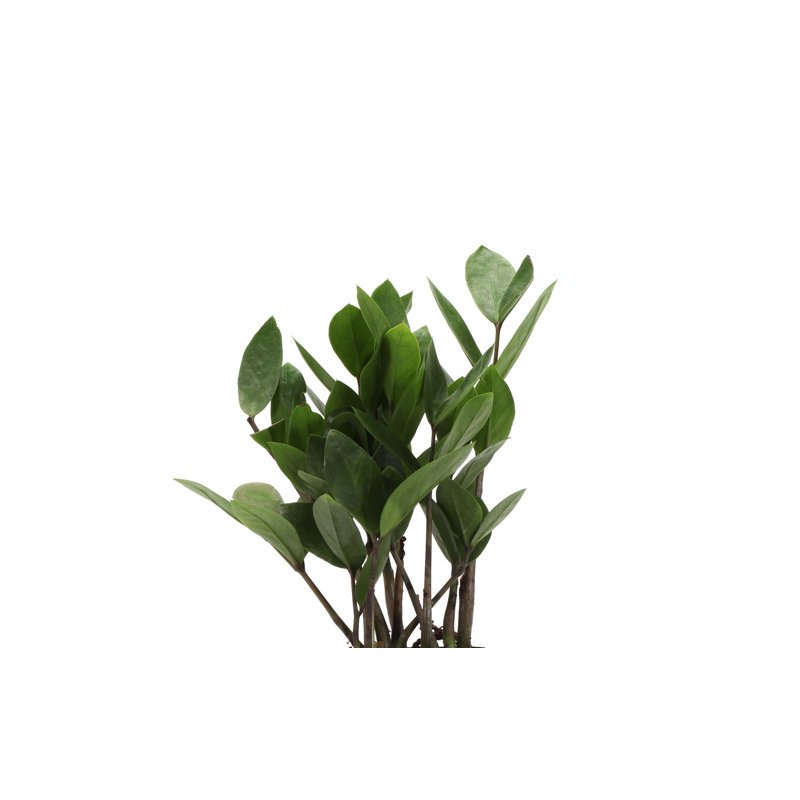 Live ZZ Houseplant in Classic Pot, Copper