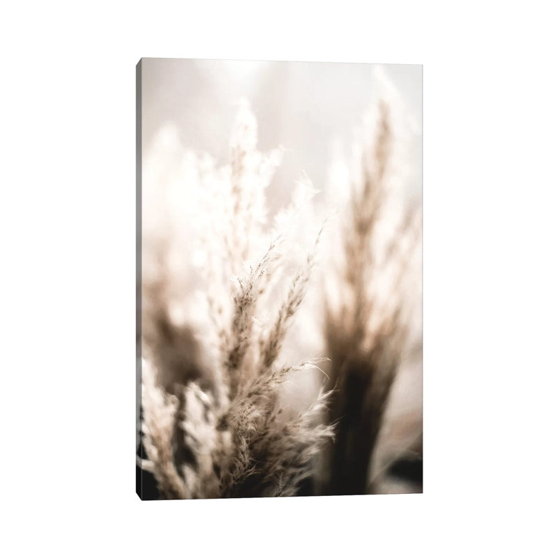 Pampas Reed V by Monika Strigel - Wrapped Canvas Print, 20.32 cm H x 30.48 cm W