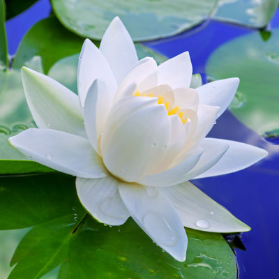 " White Lily " by Connect11