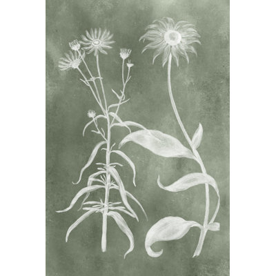 Sage Impressions IV