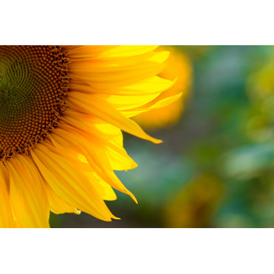 Beautiful Sunflower by Adyna