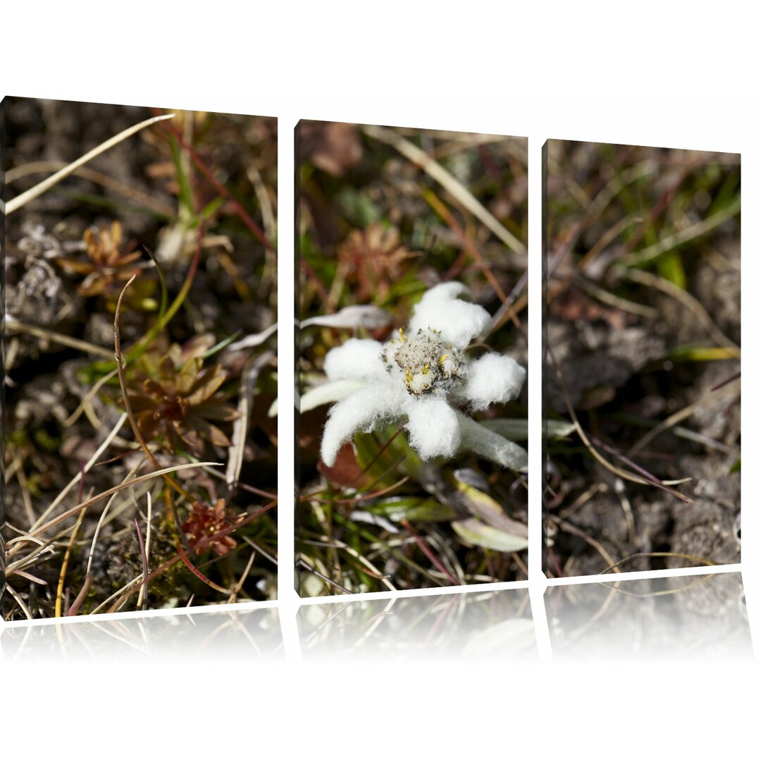 3-tlg. Leinwandbilder-Set „Watteüberzogene Blüte“, Fotodruck