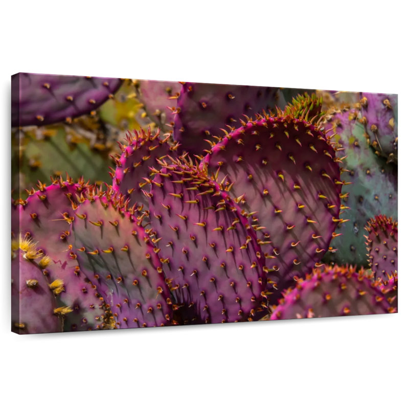 Harnek Angel Wing Cactus, 16" H x 24" W