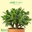 Live Jade Plant