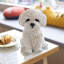 White Baby Maltese | Handpainted Decorative Puppy Statue for Home & Garden Decor | Premium Polyresin Dog Statue | Gift for Dog Lovers | Weather-Resistant Indoor/Outdoor Decor