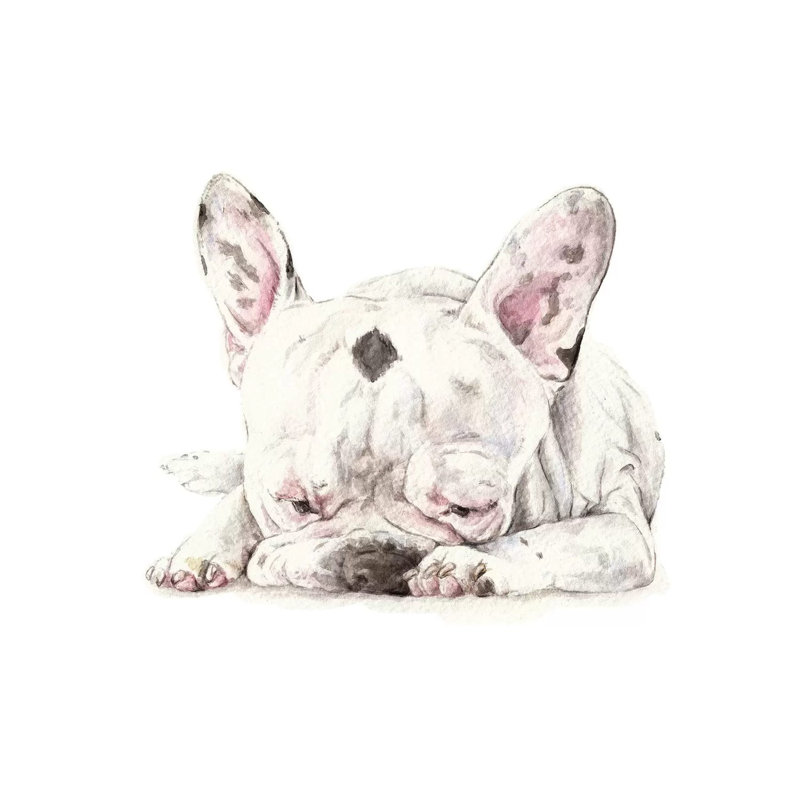 Spotted French Bulldog by Wandering Laur - Wrapped Canvas Painting, 30.48 cm H x 30.48 cm W