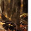 «Wild Turquie in the Woods» de Vidur, impression sur toile tendue-22071983