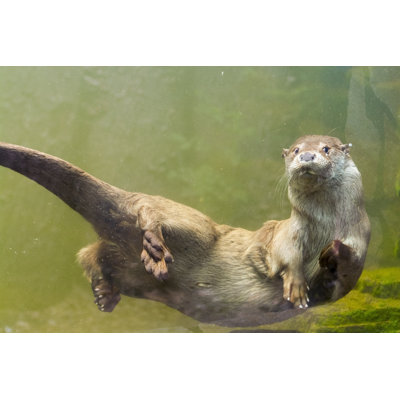 " European Otter " by Belizar73