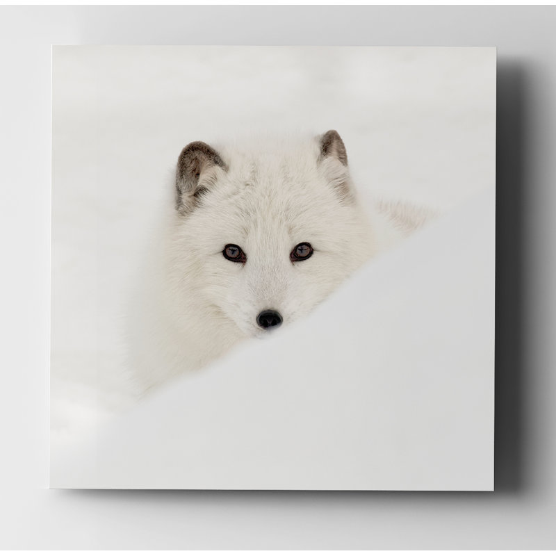 «Arctic Fox», reproduction de photo, Toile tendue, H 16 po x l 16 po x P 1,5 po