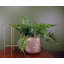 152.4cm Faux Fern Plant in Pot Liner