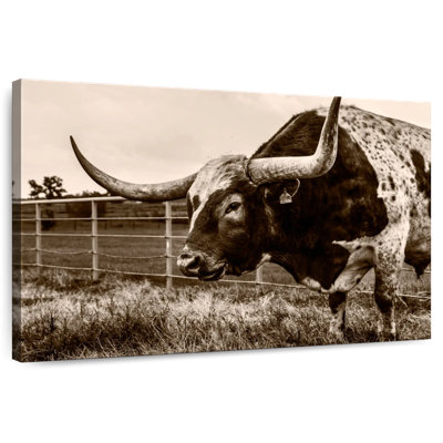 Brampt Sepia Longhorn