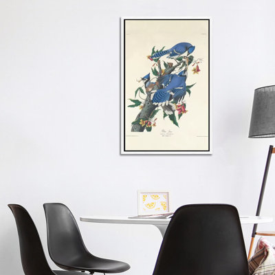 Blue Jay, 1831 by John Audubon - Print on Canvas