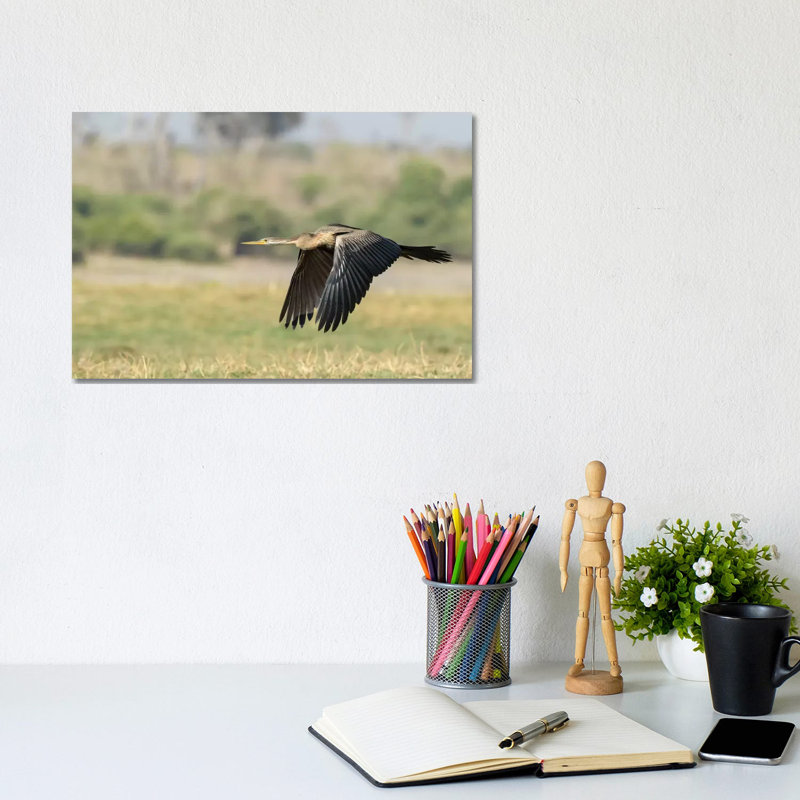 Africa, Botswana, Chobe National Park. African Darter Flying. by Jaynes Gallery - Wrapped Canvas Print