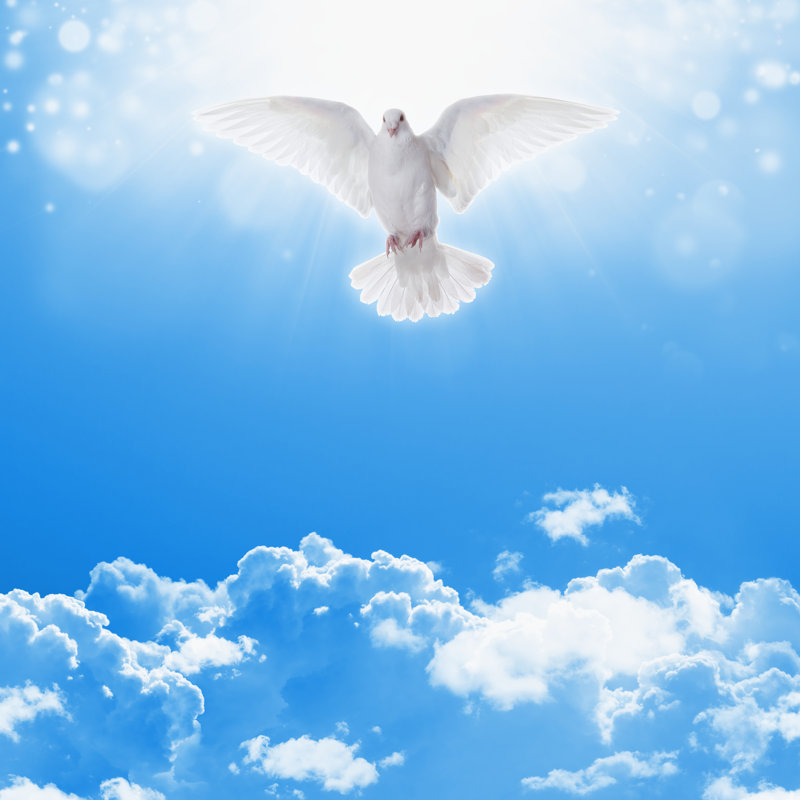 White Dove In Skies by Ig0rZh - Wrapped Canvas Print, 30cm H x 30cm W