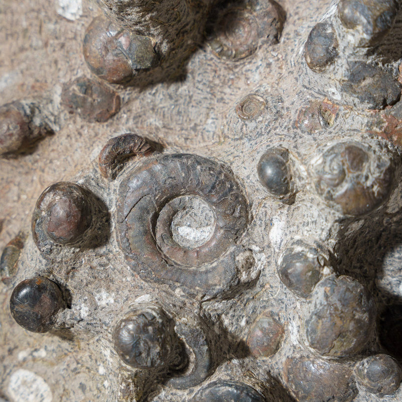 Véritable grappe d'ammonite fossilisée naturelle (11 lb)