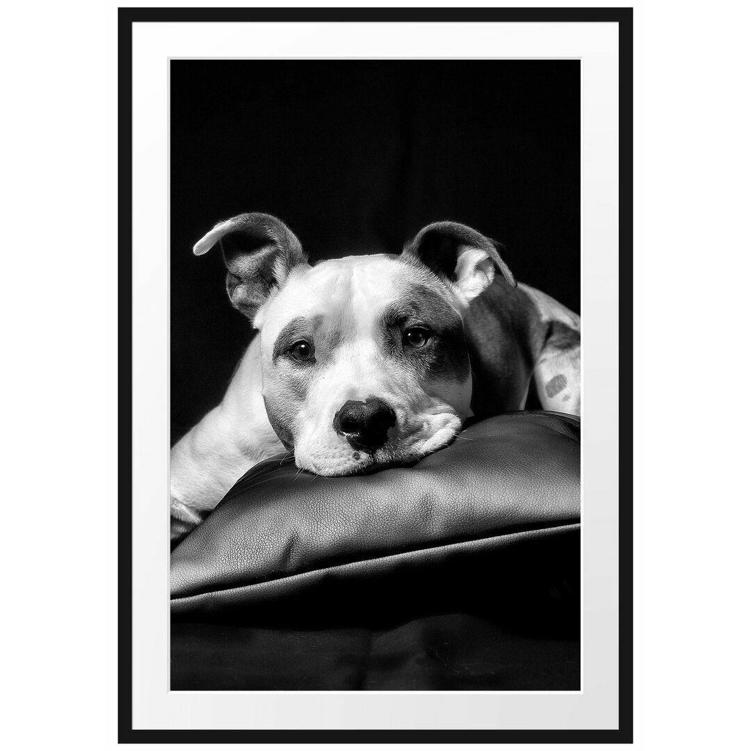 Gerahmtes Poster Dark SÃ¼ÃŸer American Staffordshire