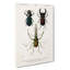 Beetle Illustrations PL. 7 by Charles D' Orbigny - Wrapped Canvas Painting-55363265
