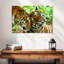 Brampt adorant les tigres-108879949
