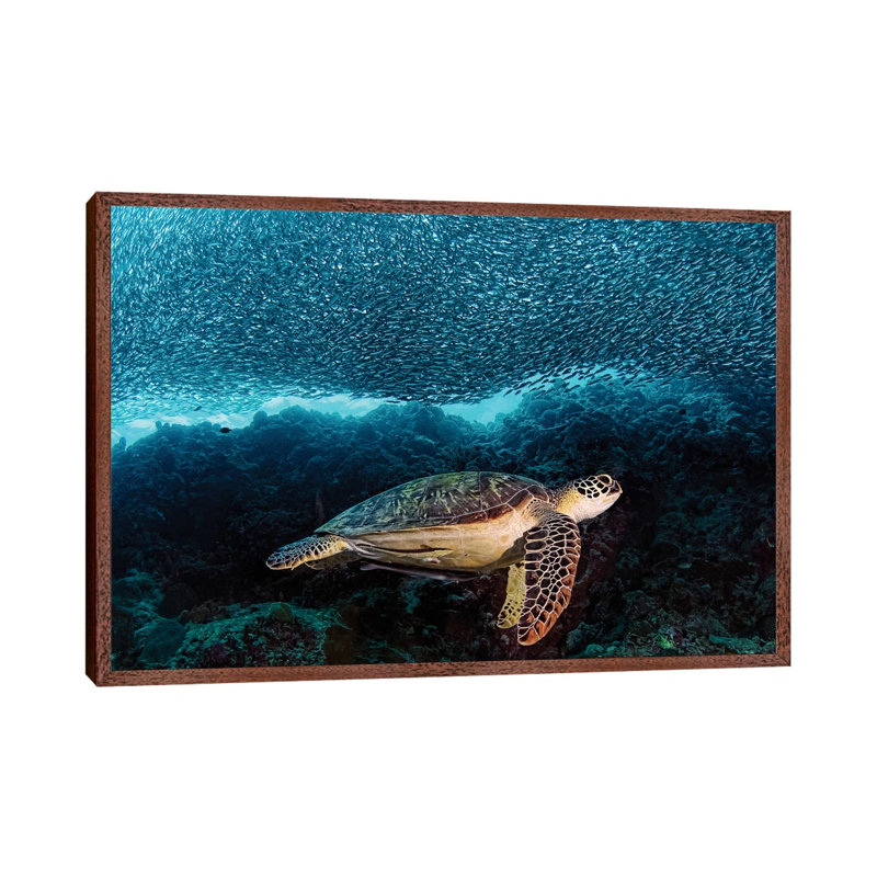 Turtle And Sardines by Henry Jager - Print on Canvas, Classic Brown Wood Framed, 152.5 cm H x 101.5 cm W