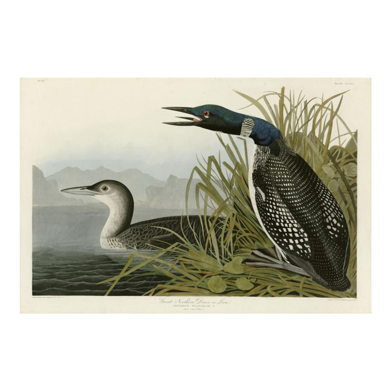 «Great Northern Diver or Loon» par John James Audubon - Estampe numérique, H 16 po x l 20 po