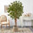 72'' Faux Maple Tree in Burlap, Cotton Planter