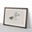 Herring Gull by Kono Baireir - Picture Frame Painting Print-55763062-55763065