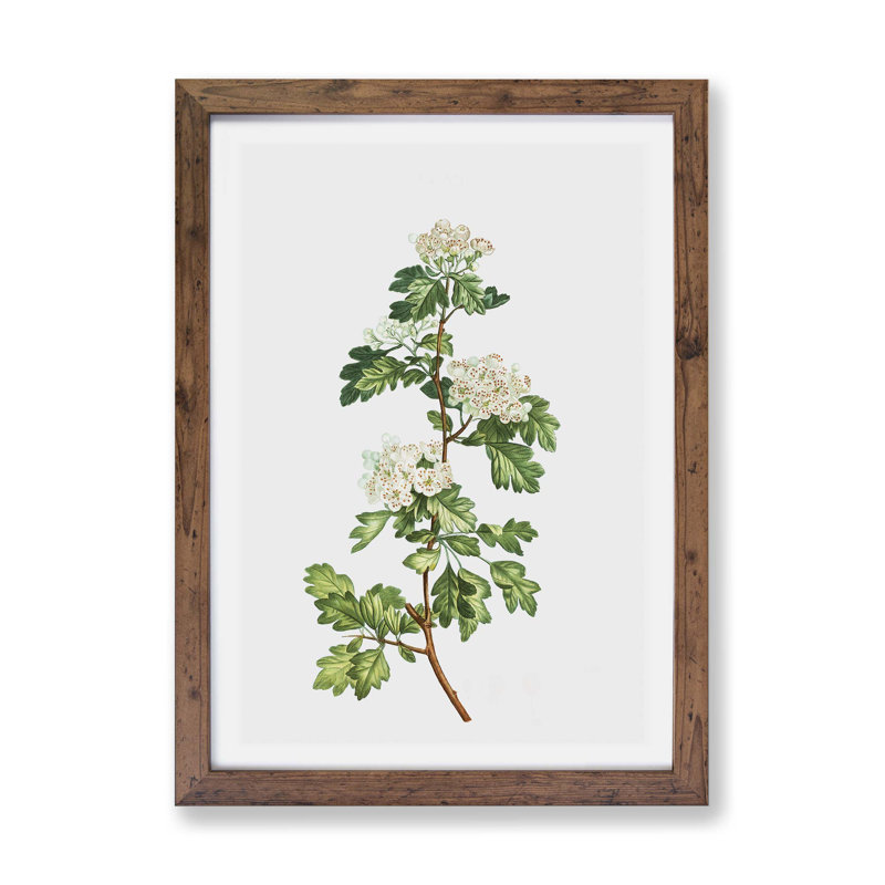 Hawthorn Flowers by Pierre-Joseph Redoute - Single Picture Frame Painting, Walnut, 45cm H x 63cm W x 2cm D
