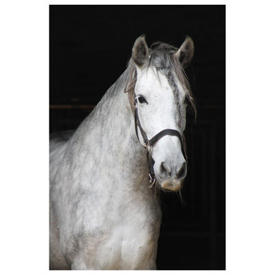 Cheval rêveur - photographie non encadrée
