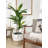 Dracaena Silk Plant