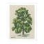 Arbre simple