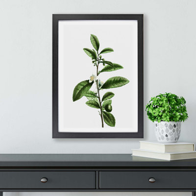 Tea Flowers by Pierre-Joseph Redoute - Framed Print