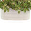 Succulentes Echeveria disposées dans un vase en céramique