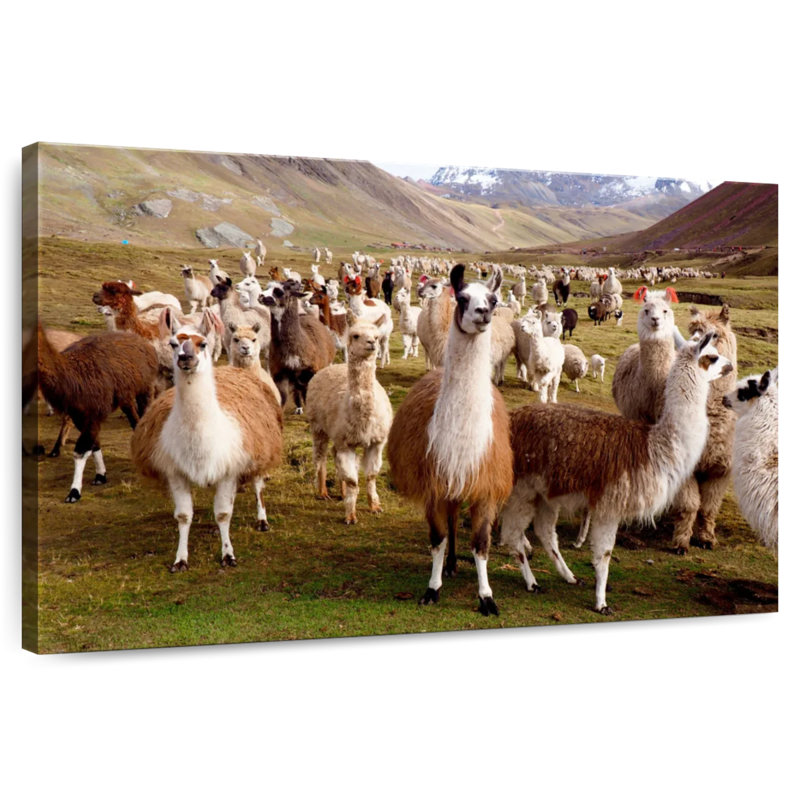 Brampt Llamas And Alpacas, 16" H x 24" W