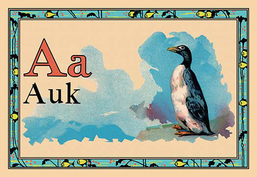 « auk », reproduction d’art encadrée