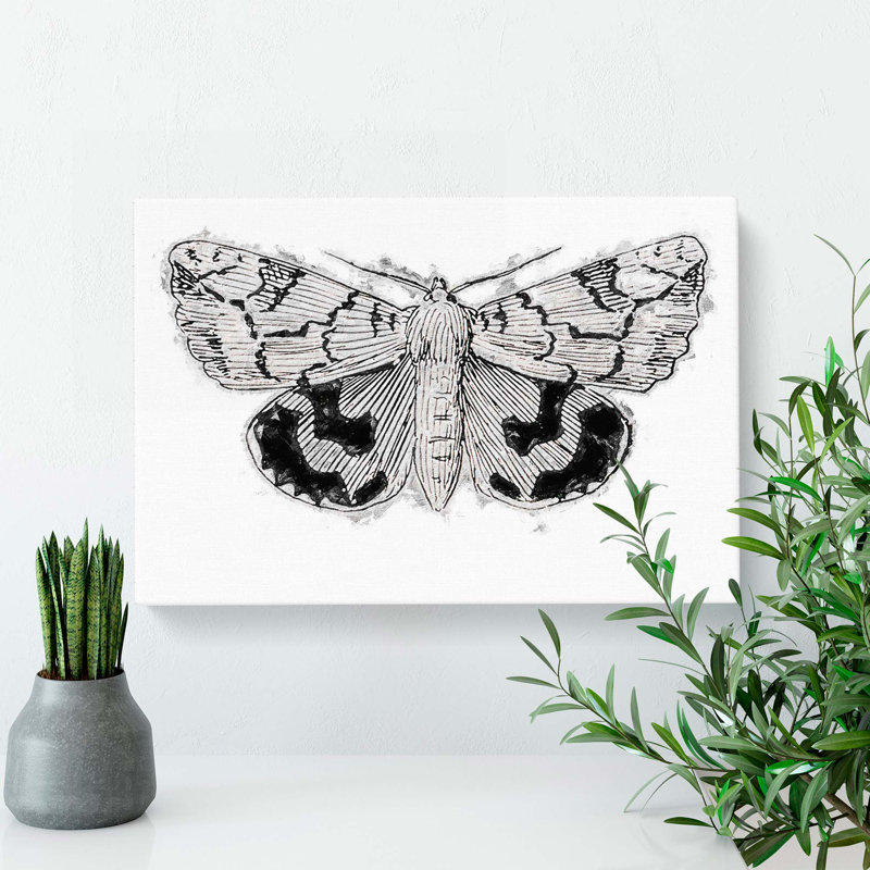 Underwing Moth by S.F. Denton - Wrapped Canvas, 35cm H x 50cm W x 3cm D