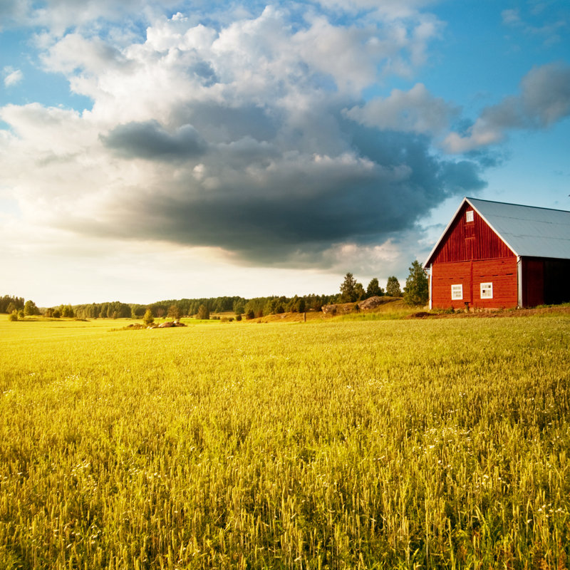 A Farm Field Of Wheat In The Summer by Lkpgfoto - No Frame Print on Canvas, 51cm H x 51cm W