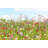 Flower Meadow by AntiMartina - No Frame Print on Canvas-253943779