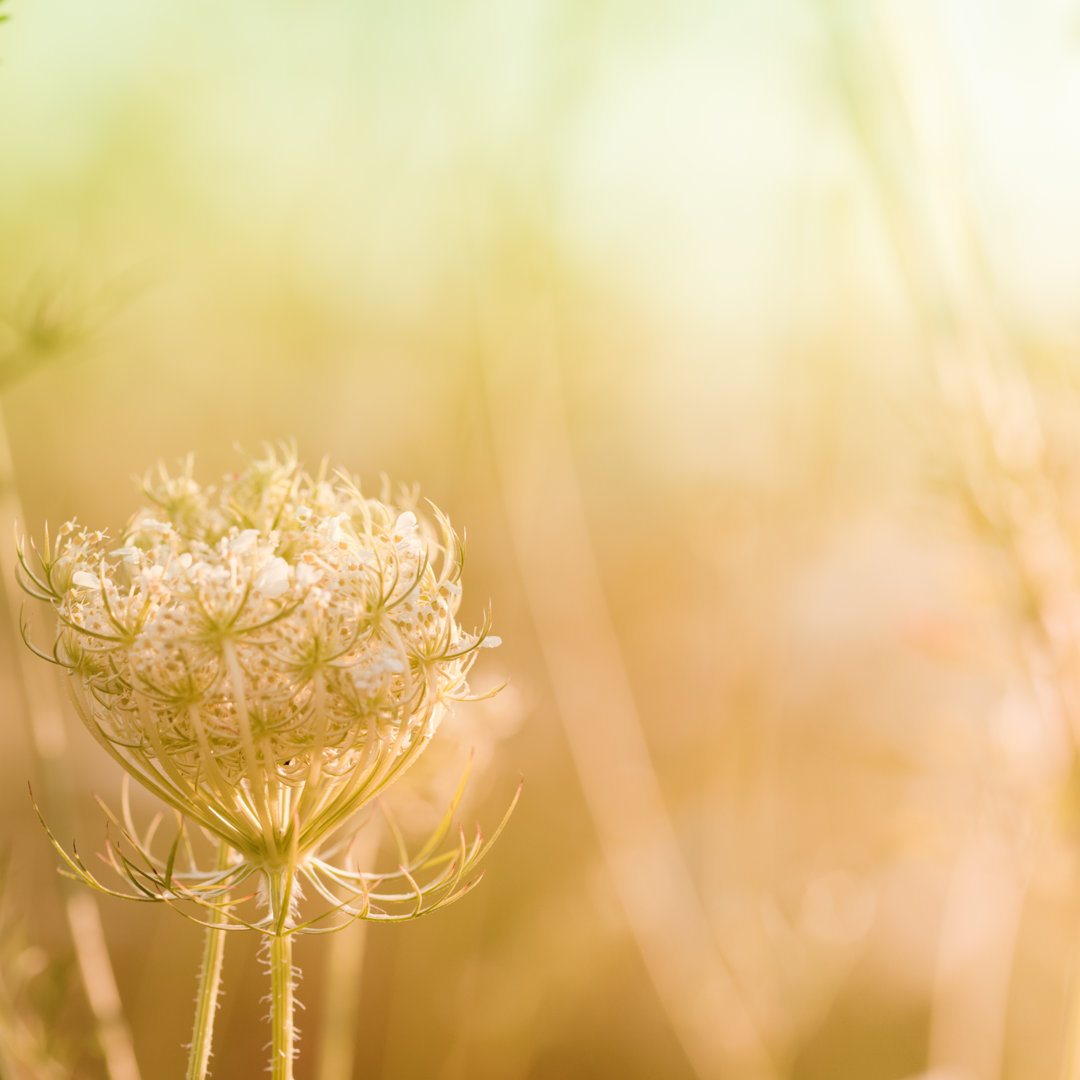 Wildblume bei Sonnenaufgang