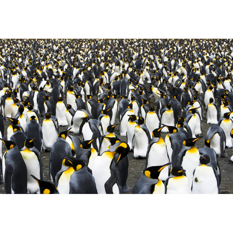 King Penguin Colony by Mlenny - No Frame Print on Canvas, 30cm H x 46cm W