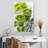 Yarlin Smoothies For Two-108611575
