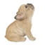 Statue bébé hurlant french bouledogue chiot