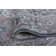 Wealden Indoor Rug