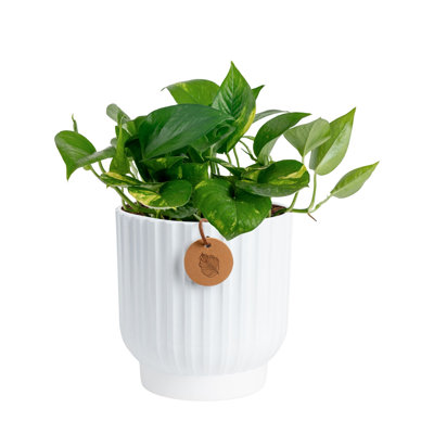 Devil's Ivy Pothos in Ceramic Planter