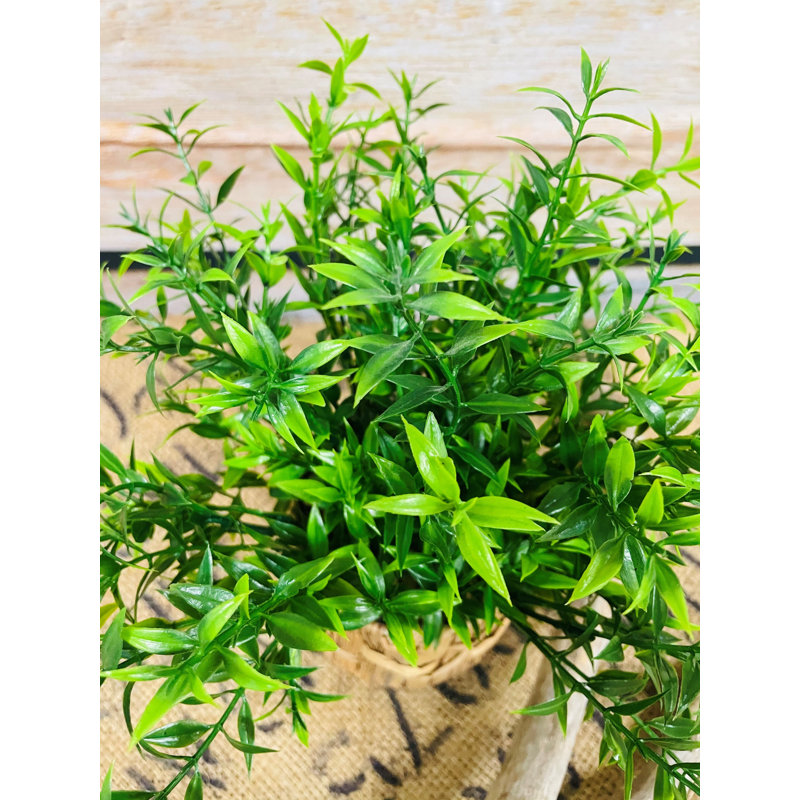 Herbe d'eau dans un pot en corde 10 po