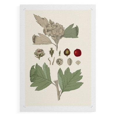 Feuilles et baies IV - Impression sur toile seulement - NON CADRE