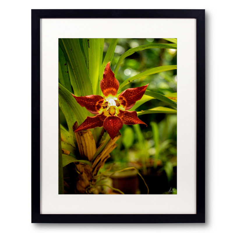 Red Face Orchid Print by Tom Kostes, 31.25" H x 25.25" W, Black Framed Paper