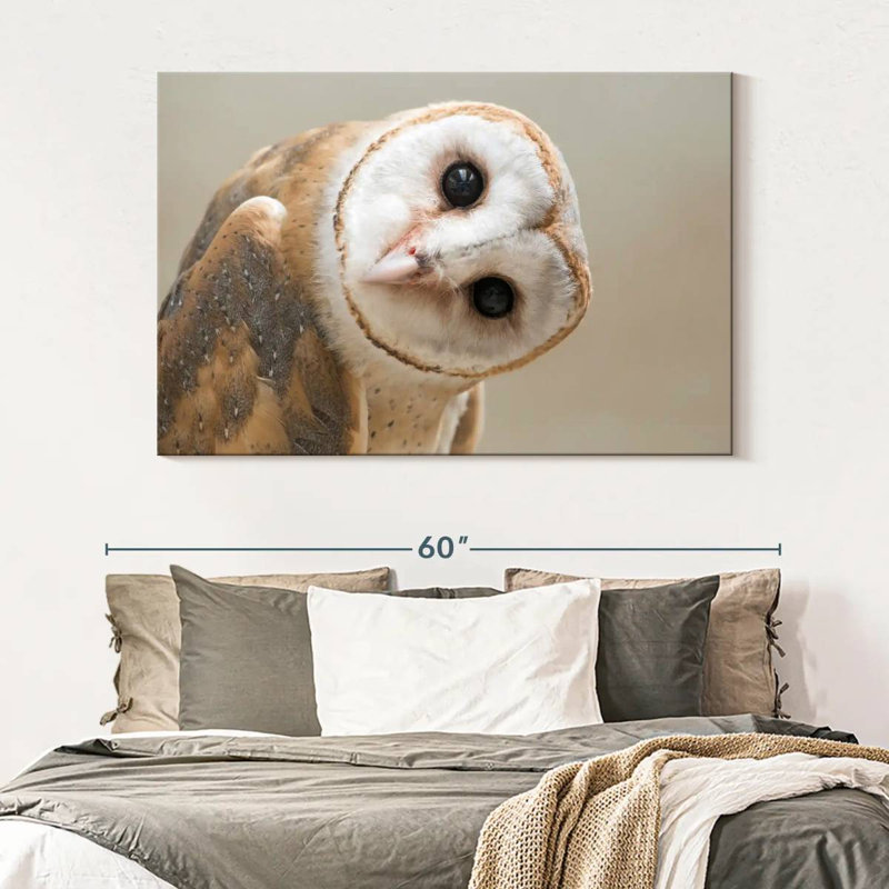 Brampt Barn Owl Gaze, 34" H x 51" W