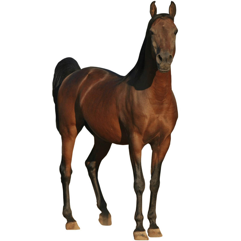 Horse Animals Non-Wall Damaging Wall Decal, 44" H x 84" W