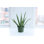 Live Aloe Vera Plant, 6" Diameter