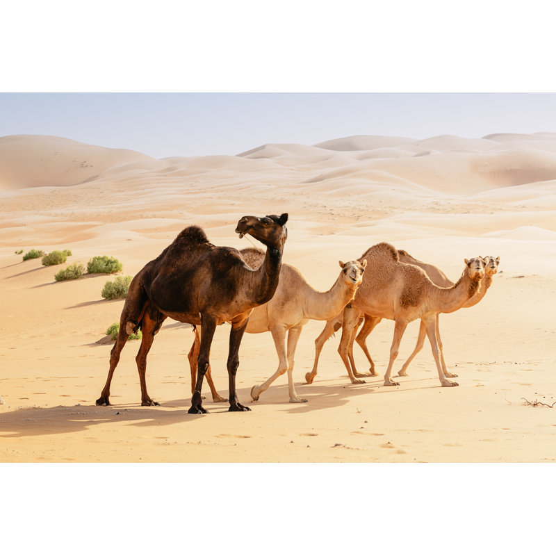 Camels In The Desert - Wrapped Canvas Print, 81cm H x 122cm W x 3.8cm D
